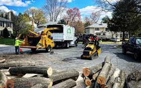 How Our Tree Care Process Works  in  Colfax, WI