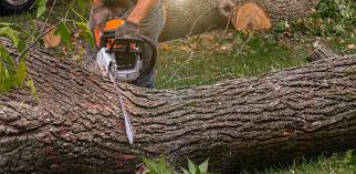 Best Tree Preservation Services  in Colfax, WI