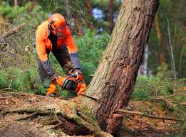 Colfax, WI Tree Services Company