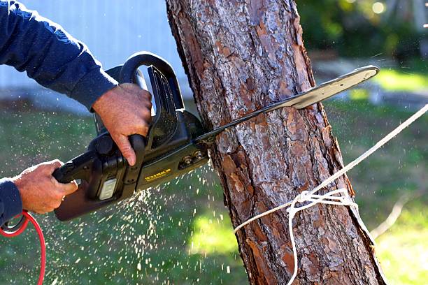 Best Root Management and Removal  in Colfax, WI