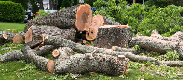 Best Tree Risk Assessment  in Colfax, WI