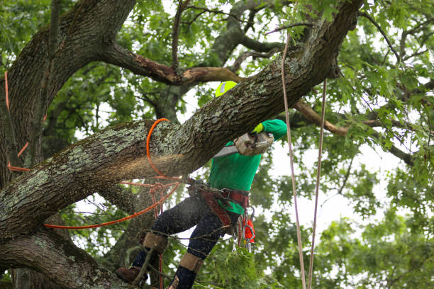 Best Utility Line Clearance  in Colfax, WI