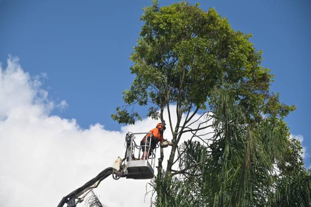 Best Hazardous Tree Removal  in Colfax, WI