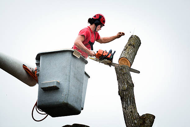 Best Tree Mulching  in Colfax, WI