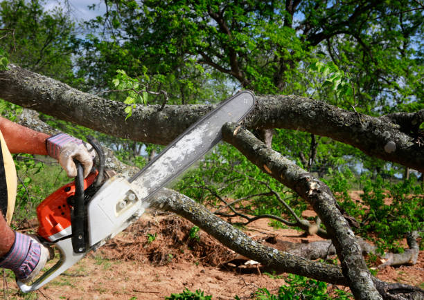 Best Tree Trimming and Pruning  in Colfax, WI